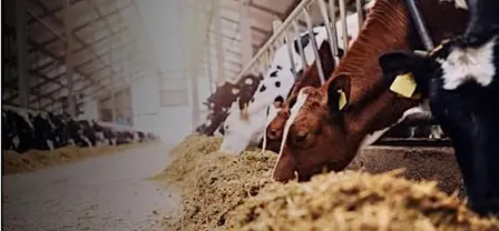Sustainable Agriculture with Kilkenny Chamber