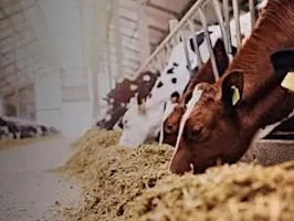 Sustainable Agriculture with Kilkenny Chamber