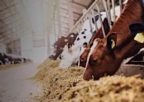 Sustainable Agriculture with Kilkenny Chamber