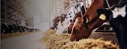 Sustainable Agriculture with Kilkenny Chamber