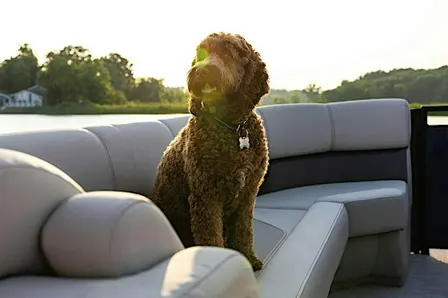 Barks & Boats: An Adoption Event at MarineMax Greenville