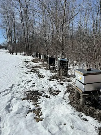 Beekeeping: How to prepare and wrap up beehives for Winter