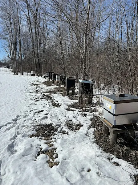 Beekeeping: How to prepare and wrap up beehives for Winter