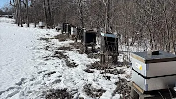 Beekeeping: How to prepare and wrap up beehives for Winter