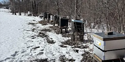 Beekeeping: How to prepare and wrap up beehives for Winter