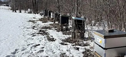 Beekeeping: How to prepare and wrap up beehives for Winter