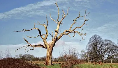 The Afterlife of Trees