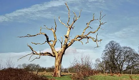 The Afterlife of Trees