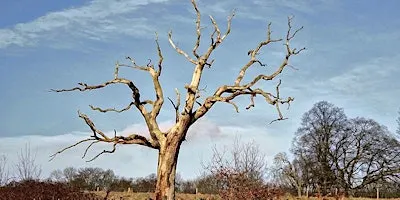The Afterlife of Trees