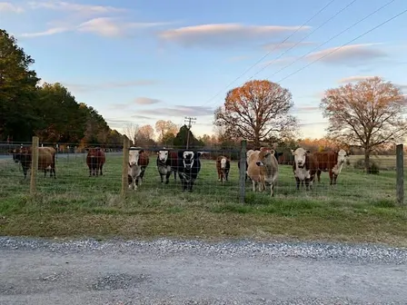 Thames Veterinary Service Cattlemen’s Event