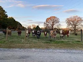 Thames Veterinary Service Cattlemen’s Event
