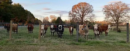 Thames Veterinary Service Cattlemen’s Event