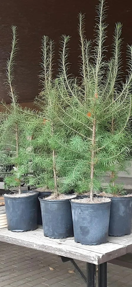 Stonecroft Tree Planting