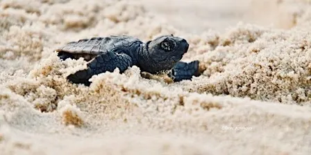 TurtleCare Hatchling Club - School Holiday Activity. Ages  5 -10