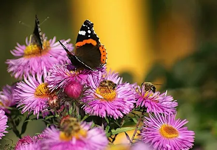 Native Pollinators in your Backyard - Willunga Library