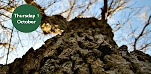 Ouse Burn Way: City Tree Trail