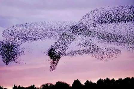 Murmuration Art Workshop