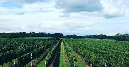 Fruit Center x Julianne's Kitchen & Bar Wine Dinner