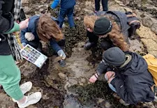 Rockpool Rangers with Falmouth Marine Conservation Society