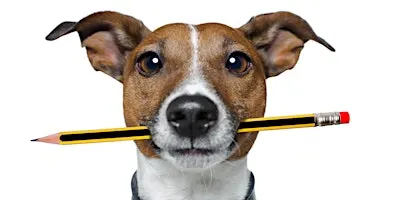 Puppy Training Course - 6 Weeks