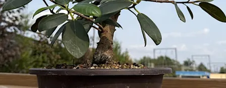 DIY Tropical Bonsai