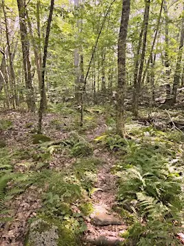 October Nature Hike in Mendon Town Forest
