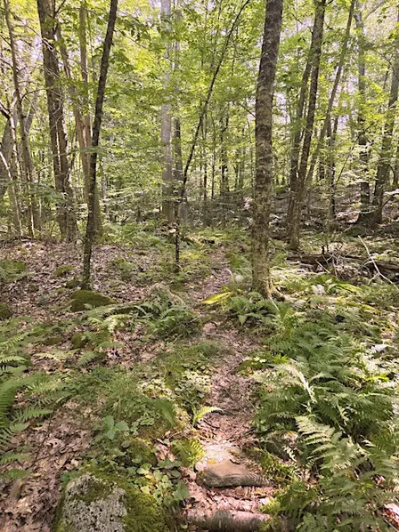 October Nature Hike in Mendon Town Forest