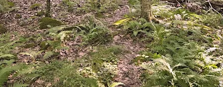 October Nature Hike in Mendon Town Forest