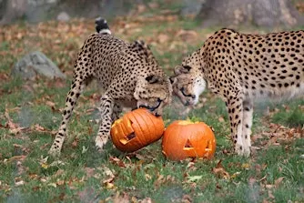 Pumpkin Carving for Wildlife