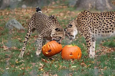 Pumpkin Carving for Wildlife