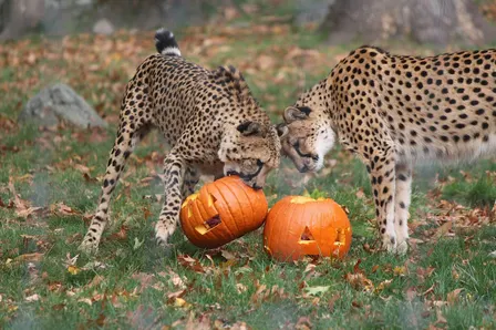 Pumpkin Carving for Wildlife