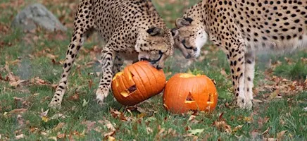 Pumpkin Carving for Wildlife