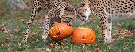 Pumpkin Carving for Wildlife
