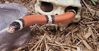 Animal Myths and Superstitions