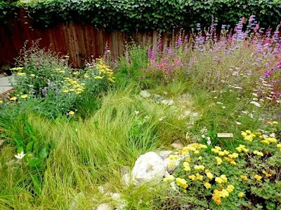 Rain Gardens: Landscape Strategies to Absorb the Storm
