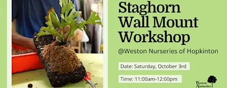 Staghorn Wall Mount Workshop