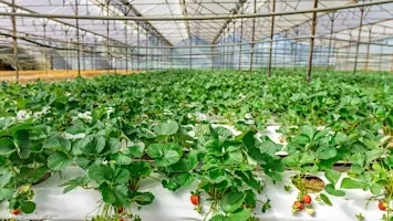 Hydroponics Symposium - Friday, November 6, 2026