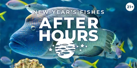 After Hours: New Year’s Fishes