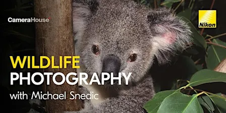 The Art of Wildlife Photography | Brisbane