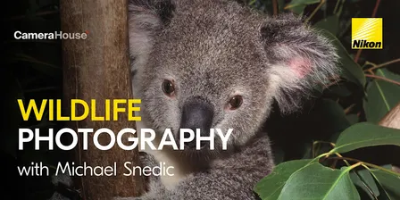 The Art of Wildlife Photography | Brisbane
