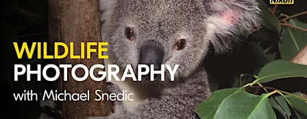 The Art of Wildlife Photography | Brisbane