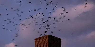 Chimney Swift Watch