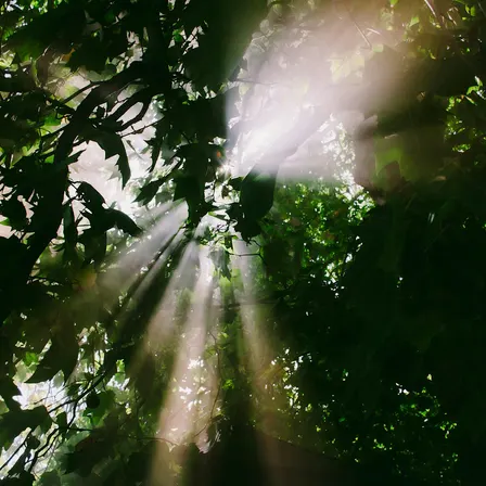 Light Beyond Shadow:  A Musical Journey