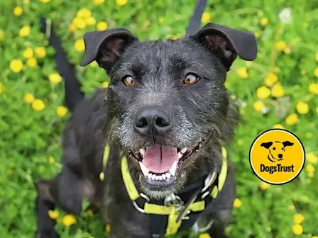 Join us for a FREE Barkstage Tour at the Leeds Rehoming Centre!