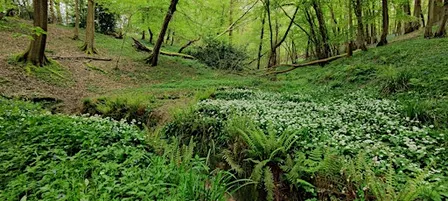 Talk - Working with Nature: The Upper Mole Natural Flood Management Project