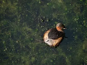 Hastings Birders: Rye Harbour