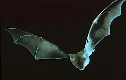 Evening Bat Walk