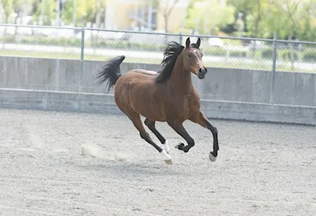 Sunday Horse Show - November 8, 2026