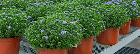Autumn Inspirations – Perennial Talks with Jenny