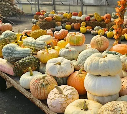 Autumn Inspirations – Pumpkins & More